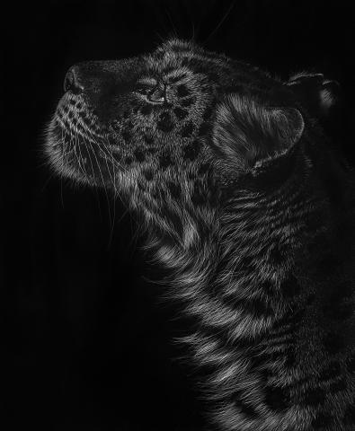 Leopardo de Amur