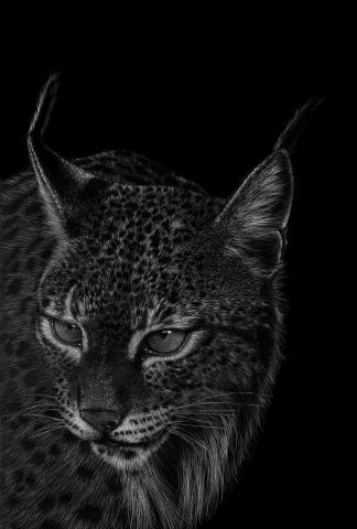 Lince 2